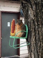 [Fat Squirrel #4]