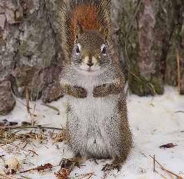 [Red Squirrel #4, Gino Donato/Sudbury Star]